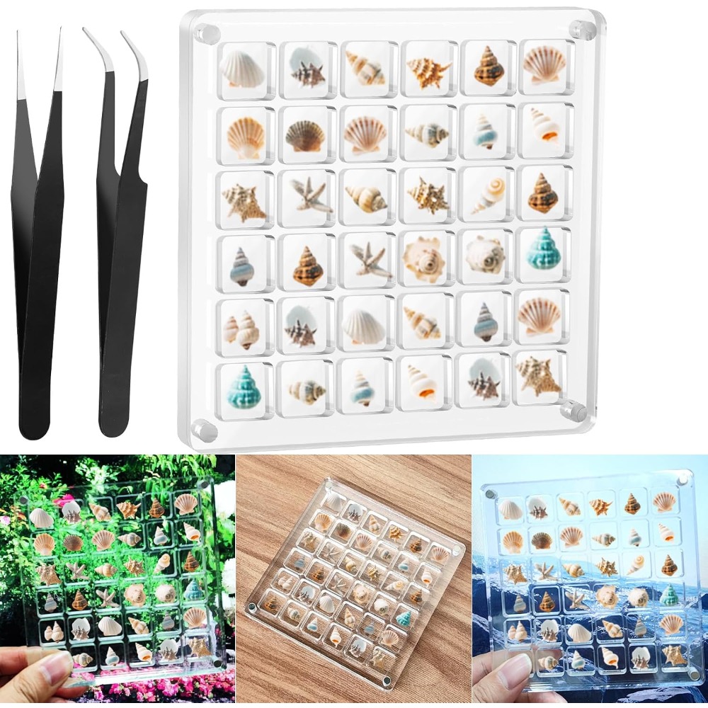Clear Acrylic Magnetic Seashel - Display Case Acrylic บทวิจารณ์และราคา