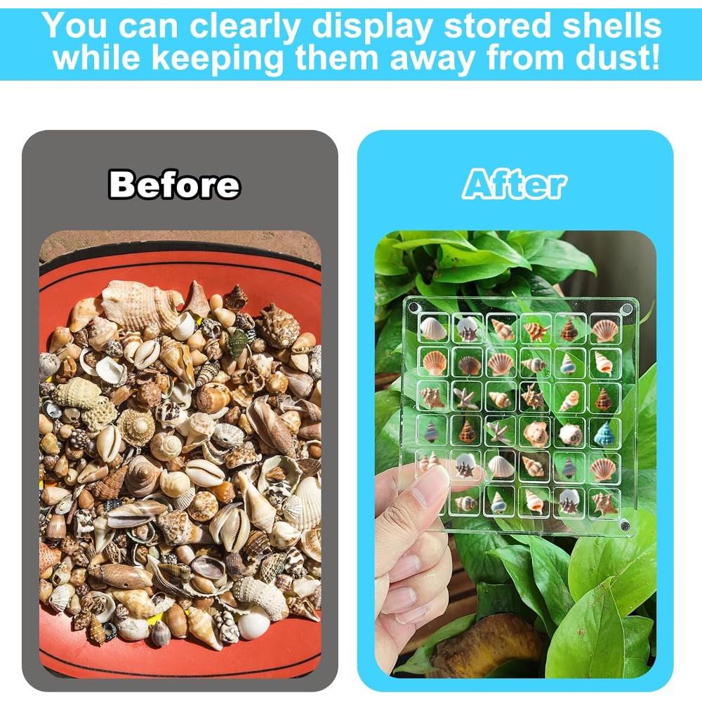 Clear Acrylic Magnetic Seashel - Display Case Acrylic บทวิจารณ์และราคา